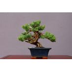 ( АО ) один .. нить рыба река подлинный Kashiwa shohin bonsai |..15 год 