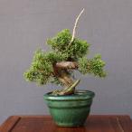 ( АО ) один .. подлинный Kashiwa [. сверху 1 ранг товар ] shohin bonsai |..13 год 