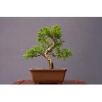 ( АО ) один .. нить рыба река подлинный Kashiwa shohin bonsai |..8 год 