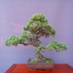 （株）一樹園　 　　宮島五葉松　　　中品盆栽／樹齢７０年