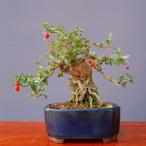 ( АО ) один .... shohin bonsai |..18 год 
