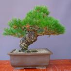 ( АО ) один .. сосна Тунберга средний товар бонсай |..40 год 