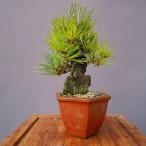 ( АО ) один .. Fuji . сосна [ ограниченный товар ] shohin bonsai |..20 год 