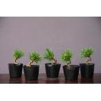 ( АО ) один .. тысяч . круг 5 шт. комплект shohin bonsai |..3 год 