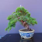 一樹園真柏小品盆栽／樹齢３０年