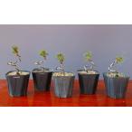 ( АО ) один ..... лист сосна 5 шт. комплект shohin bonsai |..2 год 