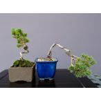 ( АО ) один ..... лист сосна 2 шт shohin bonsai |.10 год 