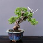 ( АО ) один .. подлинный Kashiwa shohin bonsai |..25 год 