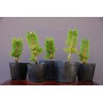 ( АО ) один .. размер . сосна 5 шт. комплект shohin bonsai |..3 год 