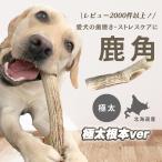 北海道産★鹿の角★ \極太根本/ 犬のお