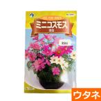 ミニコスモス（混合）（種:ウタネ）