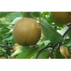 梨の名産地から!終盤の萱場梨『王秋』!!【福島産 萱場梨『王秋』 秀品以上 約5kg(7〜12個)】