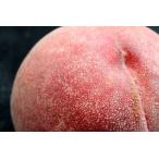 本場の中でも選び抜かれたプレミアムピーチ！【福島の桃　光センサープレミアムピーチ 特秀 約５ｋｇ（１８個）】