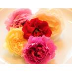 Yahoo! Yahoo!ショッピング(ヤフー ショッピング)送料無料 食用花 食べるバラ エディブルローズ 鮮度抜群 産地おまかせパック（４〜５輪入り４０g以上） 食卓に華やかさと彩り オーガニック 薔薇 クール便