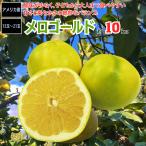 ショッピング文旦 メロゴールド 約10kg アメリカ産 グレープフルーツ 文旦