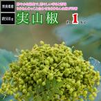 実山椒 みさんしょ 生山椒 奈良県産 約300ｇ