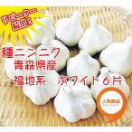 ニンニク 青森県産 福地系ホワイト6片 種子 500ｇ