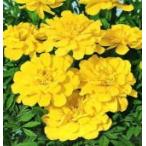 トーホク 花の種 マリーゴールド（黄） フレンチ系