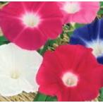 to- ho k цветок. вид большой колесо ....( смешивание )