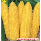 to- ho k кукуруза вид ... van dam DX маленький пакет 