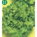 to- ho k овощи вид leaf lettuce super зеленый 