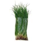 tama лук-батун рассада турбо 100шт.