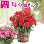 早割 母の日 2026 プレゼント 花 ギフト 選べる花鉢 カーネーション ギフトかご付 鉢植え 5号鉢 母の日ギフト 生花 花ギフト 50代 60代 70代 80代 FKHH