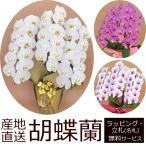 産地直送！胡蝶蘭の鉢植え【3本立て33輪以上】 開店祝い・開業祝い・周忌法要・法人贈答などにおすすめ！お歳暮 お年賀にも【ヤマト運輸でお届け】【画像配信】