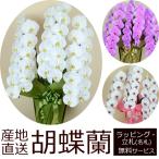 産地直送！胡蝶蘭の鉢植え【3本立て39輪以上】 開店祝い・開業祝い・周忌法要・法人贈答などにおすすめ！お歳暮 お年賀にも【ヤマト運輸でお届け】【画像配信】