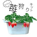 o... клубника .. комплект Shiga префектура производство глава .. клубника родители .