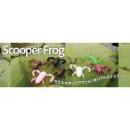 s Cooper frog bottom up frog wa-m