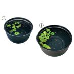  аквариум горшок золотая рыбка оризия me Dakar поэтому. разведение горшок чёрный 420jeks