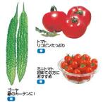 野菜の種 小松菜（約1100本） サカタのタネ