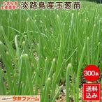 ( предварительный заказ товар ) лук репчатый рассада Awaji Island производство 300шт.@. сырой товар вид 7 сокровищ лук рассада лук репчатый рассада # шар лук порей рассада 300шт.@ 7 сокровищ #