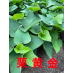 . мир 8 отчетный год порез . рассада иллюзия. каштан желтый золотой клубень рассада 10шт.@ порез . рассада * батат рассада * батат рассада 