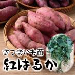 ショッピングさつまいも 芋屋歴６０年 紅はるか さつまいも 切苗 ３００本セット