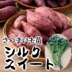 芋屋歴６０年 シルクスイート さつまいも 切苗 ３００本セット