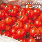 ミニトマト 1.5kg〜 選べる容量 千葉県産 茨城県産 箱入り 芋屋久兵衛 野菜 とまと トマト 採れたて 産直 夏野菜 新鮮野菜 野菜 国産 大容量【常温便】