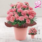 母の日 ギフト カーネーション 鉢植え 花 カーネーション『ノウル』 いなげや プレゼント 2026 70代 60代 メッセージカード 高級 人気
