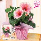 母の日 ギフト 鉢植え 花 ロングライフハイビスカス『グレイス』 いなげや プレゼント 2026 70代 60代 メッセージカード 高級 人気