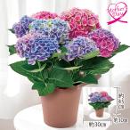 母の日 ギフト 鉢植え 花 あじさい『マジカルエボリューションオーロラ』 いなげや プレゼント 2026 70代 60代 メッセージカード 高級 人気
