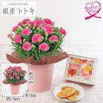 母の日 ギフト カーネーション 鉢植え スイーツ 花 カーネーション+東京フラワーブーケ『リーフパイ』セット いなげや プレゼント 2026 70代 60代