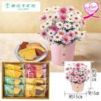母の日 ギフト カーネーション 鉢植え スイーツ 花 マーガレット（さくらべーる）と「銀座千疋屋」銀座フルーツクーヘン 型番:C40-3 いなげや プレゼント 2026