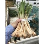 無農薬島らっきょう　500グラム　セール中