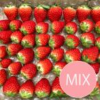  strawberry ....MIX. size shape various { delivery period :2023/12/22~2024/5/31}