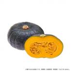 小林種苗 カボチャ種子 金蔵　8142　500粒