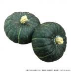小林種苗 カボチャ種子 ほっくりはん　8143　500粒