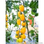 小林種苗 ミニトマト種子 TYプリモイエロー　6842　10