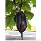 小林種苗 ナス種子 究極の茄子　5822　10ml