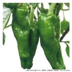 小林種苗 ピーマン種子 びっくりピーマン　6332　500